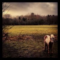 Donkey | Box Hill