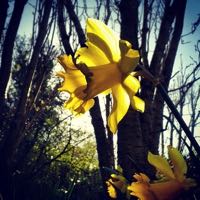 Spring daffodil