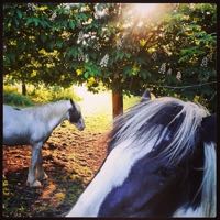 Horses | Boxmoor