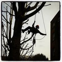 Pollarding trees | Goodge Street